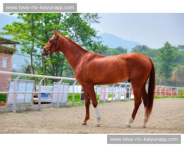 马术复盘：把每次骑乘都炼成成长的马力